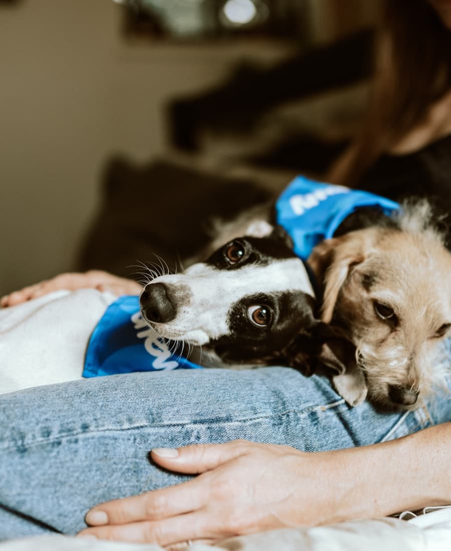 Tutor buscando pet após banho